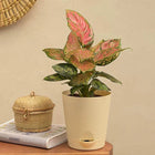 Aglaonema Pink Beauty Plant customer review image