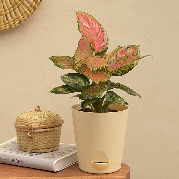 Potted plant with pink and green leaves on a wooden surface next to a woven basket and book.