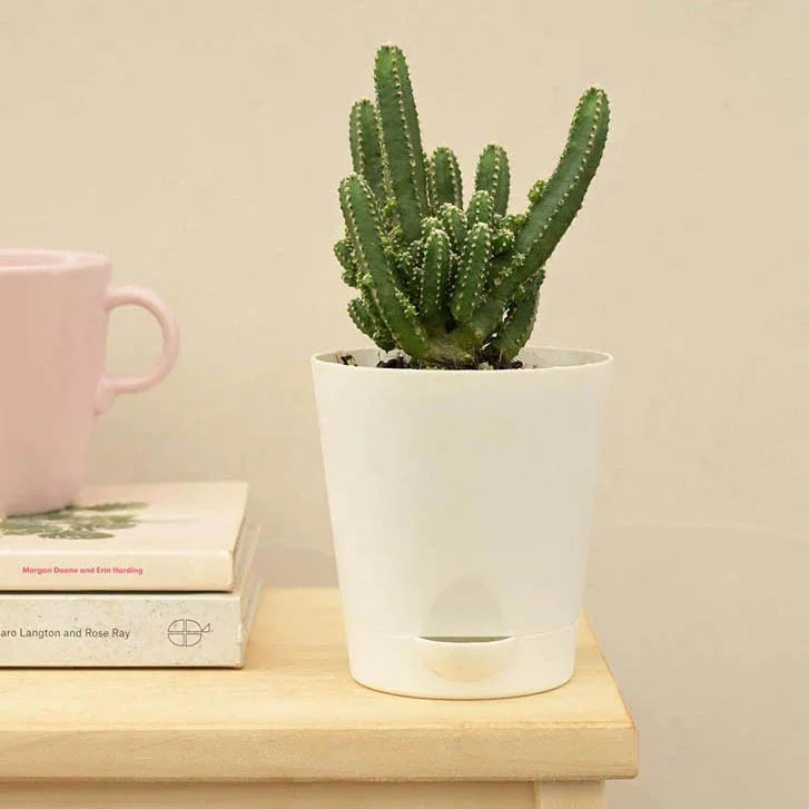 Cactus Plant - Elongated