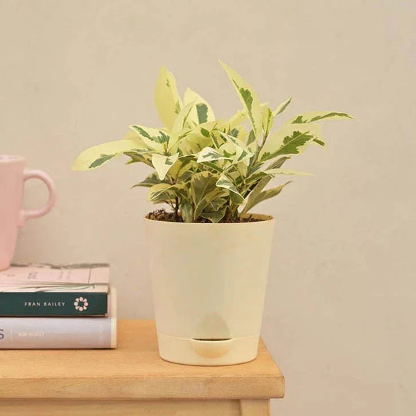 Ficus Prestige