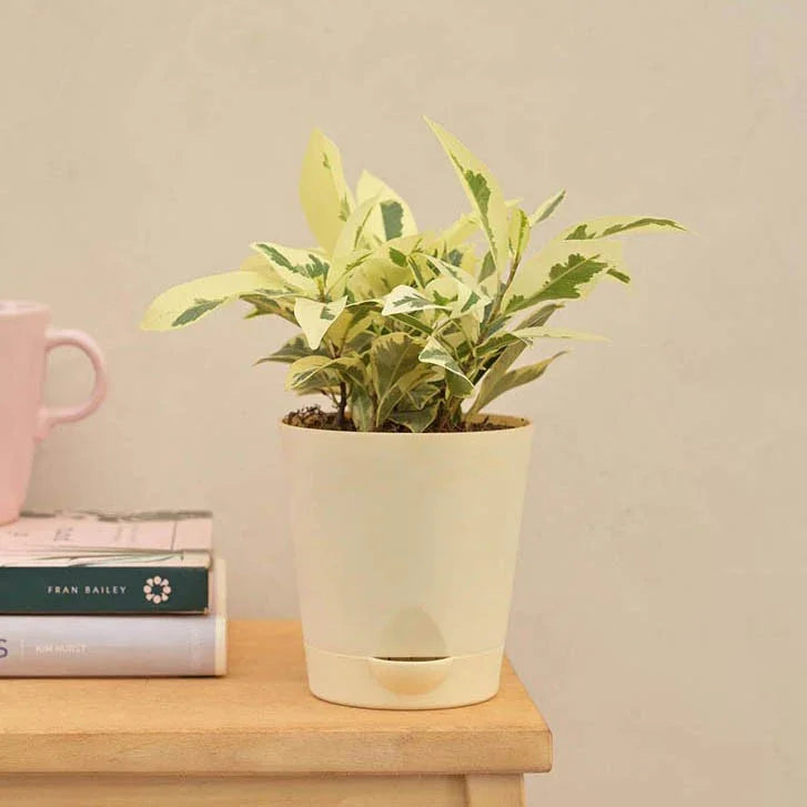 Potted plant on a wooden surface with books and a pink mug in the background