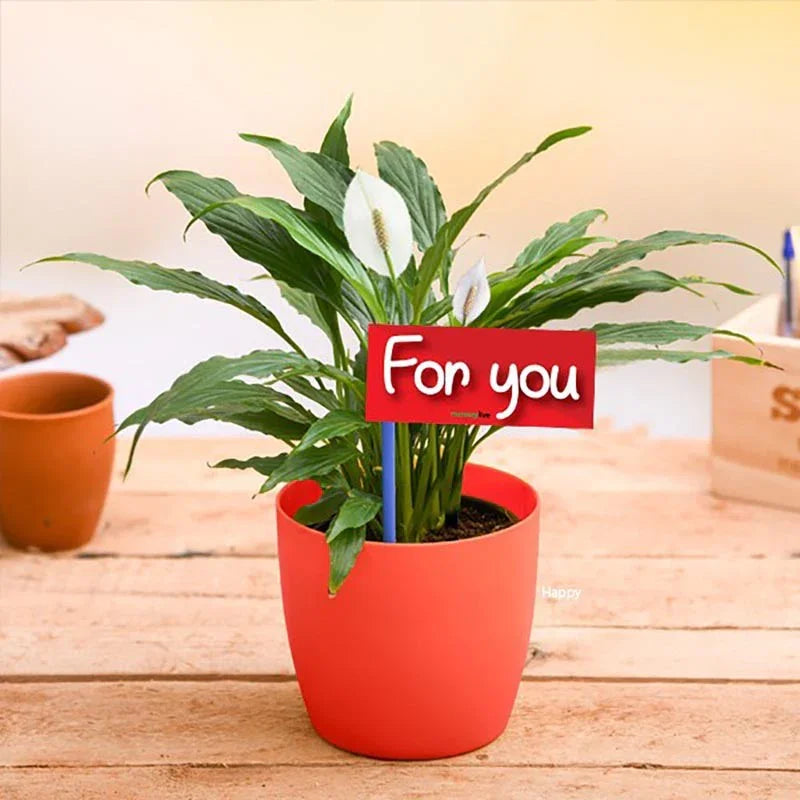 Potted plant on a wooden surface with a 'For you' sign