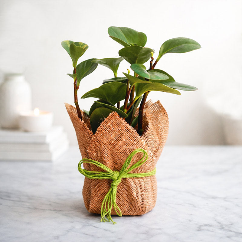 Potted plant wrapped in burlap with a green ribbon on a marble surface.