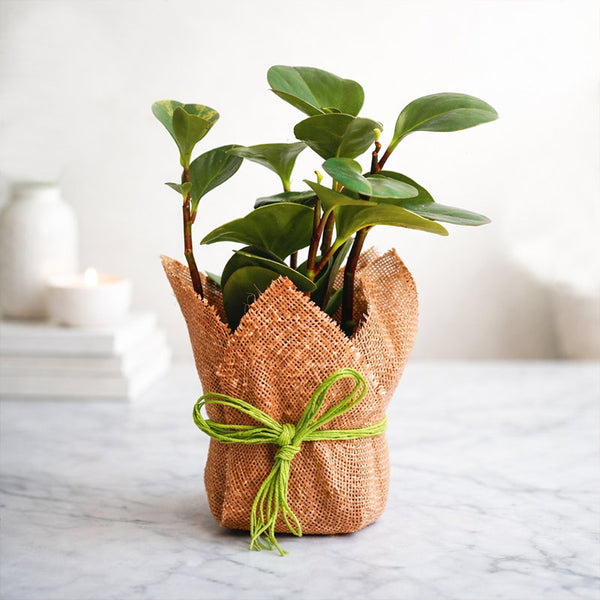 Potted plant wrapped in burlap with a green ribbon on a marble surface.
