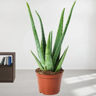 Aloe Vera Potted Plant customer review image