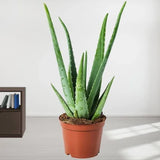 Plants Delivery in Hyderabad