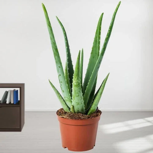 Potted aloe vera plant on a light surface with a neutral background