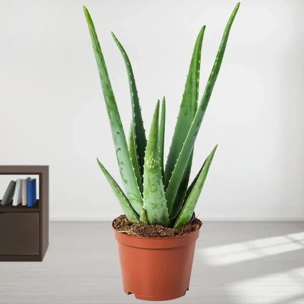 Aloe Vera Potted Plant in Brown Plastic Pot