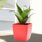 Green Sansevieria Plant customer review image