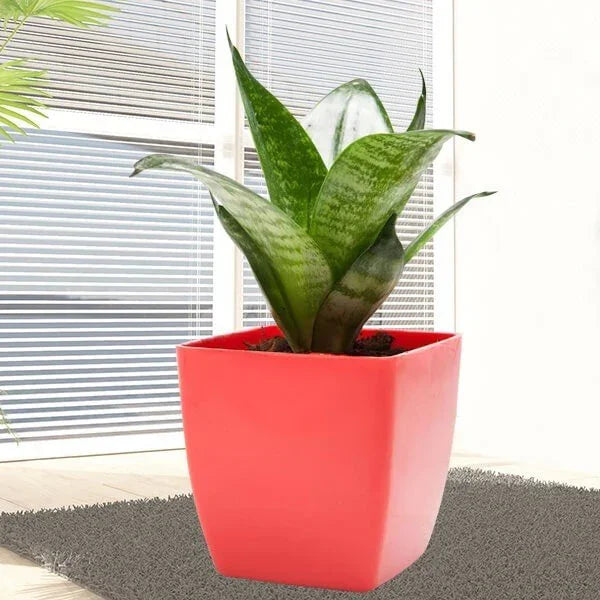 Green Sansevieria Air Purifying Plant in Plastic Pot