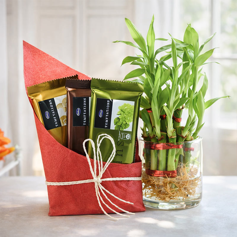 Bamboo plant in a glass vase with tea packages in a red box on a light background