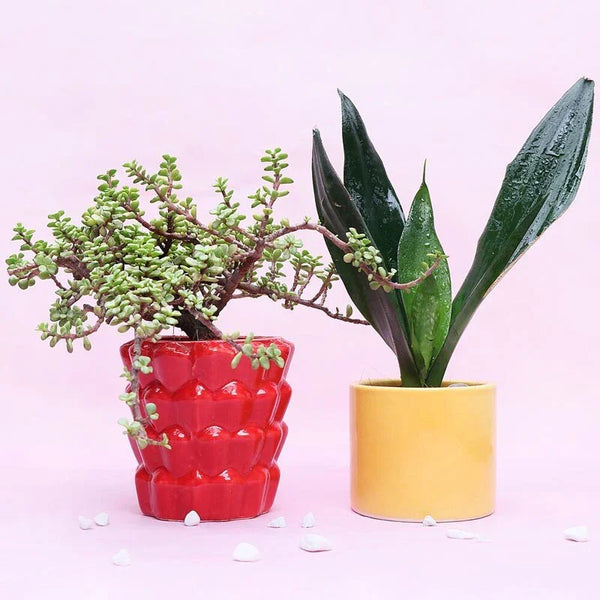 Two potted plants in red and yellow pots on a pink background