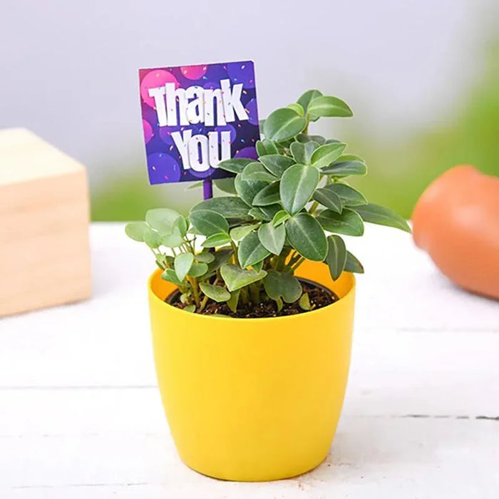 Say Thank You With Peperomia