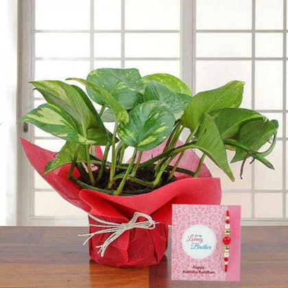 Green potted money plant wrapped in red paper with rakhi and greeting card on table