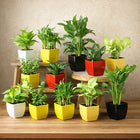 Set Of 12 Beautiful Green Plants customer review image