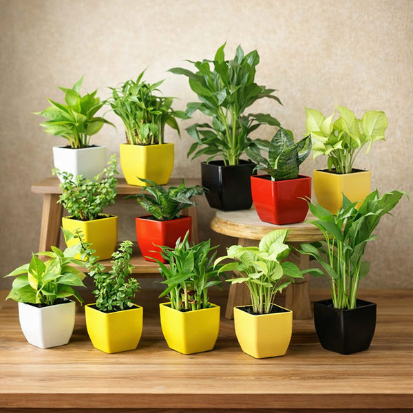 Collection of potted plants in various colors on a wooden surface and shelves.