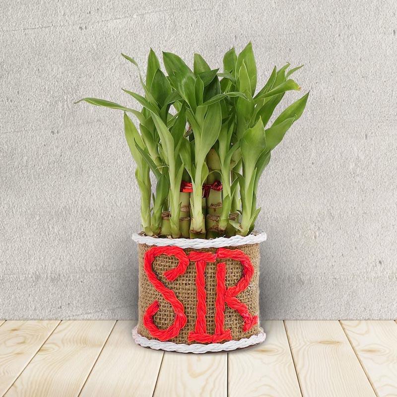 Potted plant with 'SIR' wrapped around its base on a wooden floor.