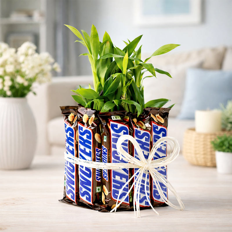 Snickers with Two Layer Lucky Bamboo