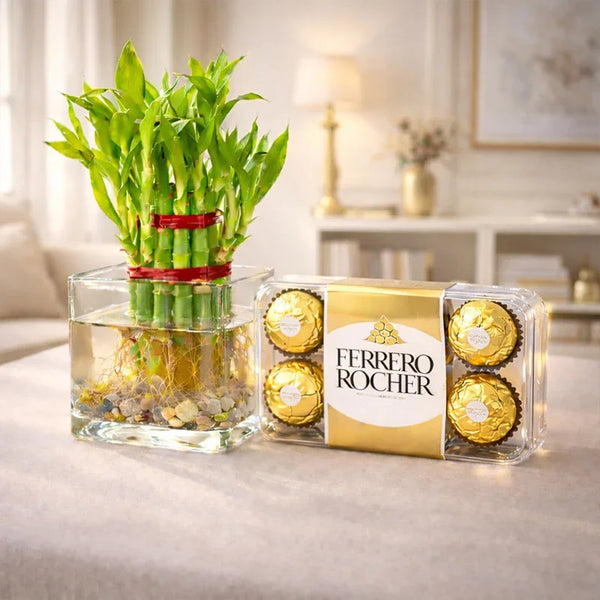 Bamboo plant in a glass container next to a box of Ferrero Rocher chocolates on a table.