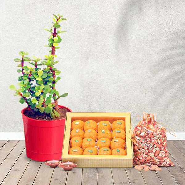 Potted plant, box of oranges, and bag of snacks on a wooden floor with a white wall background.
