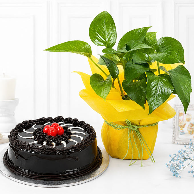 Money Plant with Half Kg Chocolate Truffle Cake Combo - Cake Delivery in Kalyani