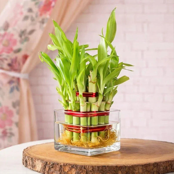 Two-layer lucky bamboo plant in glass pot, ideal for home or office decor and gifting
