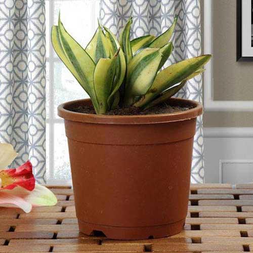 Sansevieria indoor plant in brown plastic pot on wooden table with geometric curtains background