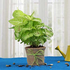 Hue of Green Syngonium customer review image