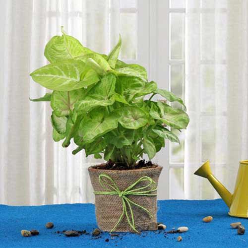 Green indoor plant in jute-wrapped pot with ribbon, placed on blue table by window