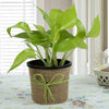 Money Plants