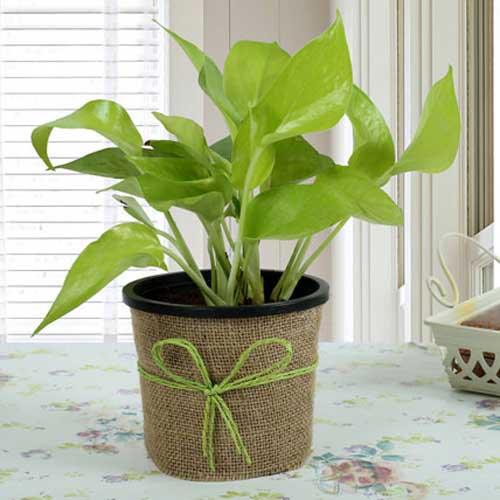 Green money plant in burlap-wrapped pot with bow on a floral table indoors