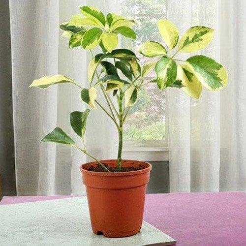 Indoor potted schefflera plant with variegated green and yellow leaves on a table