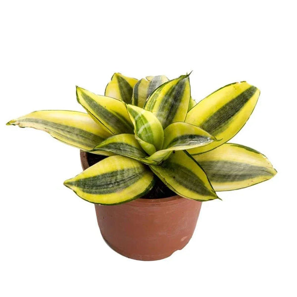 Sansevieria variegated indoor plant with yellow and green leaves in a brown pot