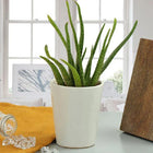 Beauty Of Aloe Vera customer review image