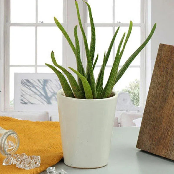 Aloe vera plant in white ceramic pot on indoor table, natural home decor