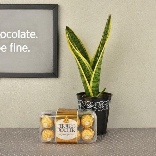 Potted plant next to a box of Ferrero Rocher chocolates on a surface 
