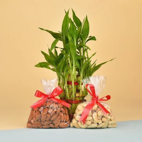 Lucky Bamboo Plant with Almonds & Cashew Gift Combo