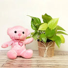 Money Plant in Gift Wrap with Pink Teddy customer review image