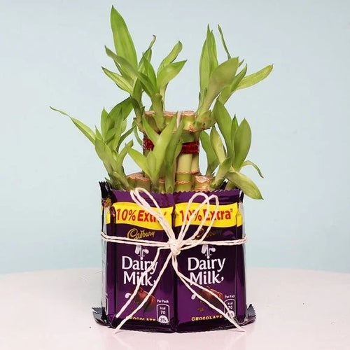 Bamboo plant in a repurposed Dairy Milk chocolate packaging against a light blue background