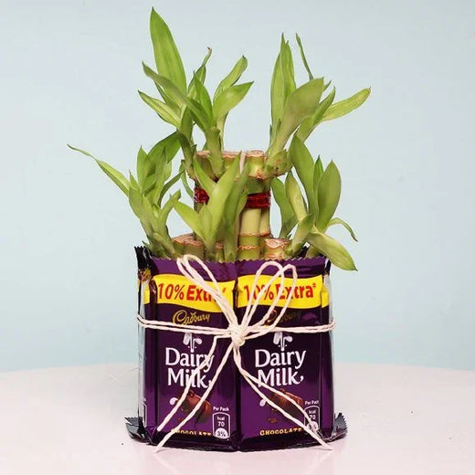 Charming 2 Layer Bamboo Plant