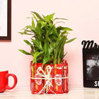 Attractive 3 Layer Bamboo Plant customer review image
