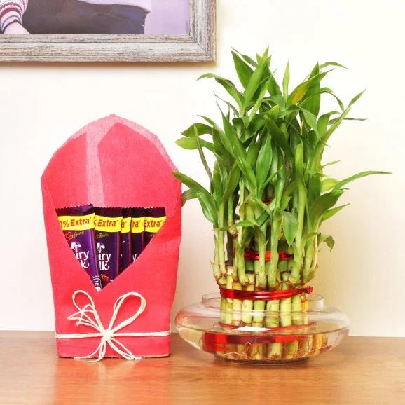 Lucky Bamboo in Potpourri Glass Vase with 5 Dairy Milk Chocolates