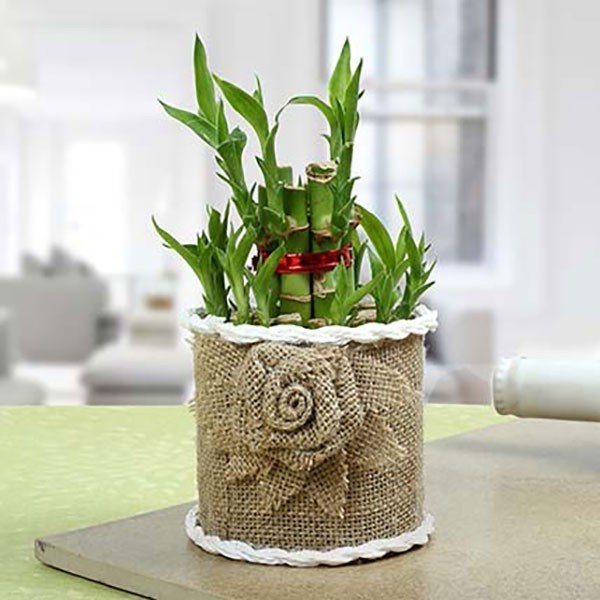 Buy Celebrate Anniversary with 2 Layer Lucky Bamboo Plants online from  Nurserylive at lowest price