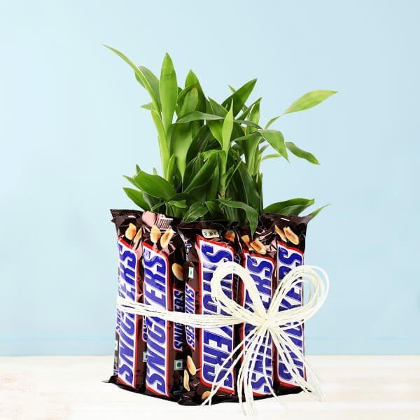 Snickers With Two Layer Lucky Bamboo