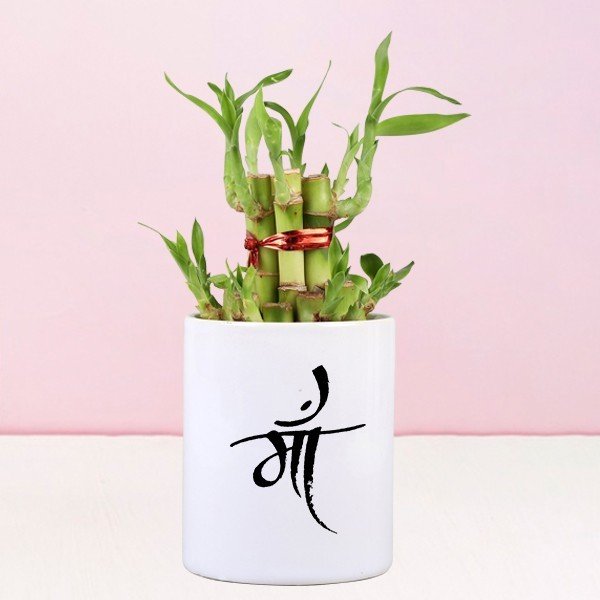 2 Layer-Bamboo Plant In Maa 
