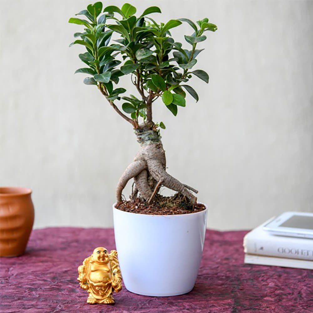 Luck With Ficus Bonsai And Laughing Buddha 