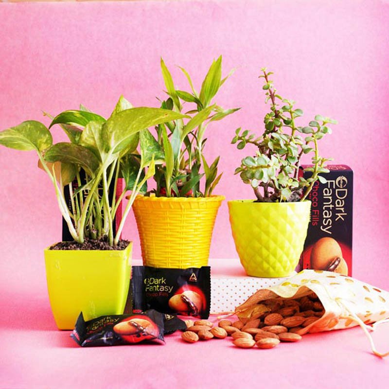 Set of 3 Lucky Plants with Cookies and Dry Fruits Hamper