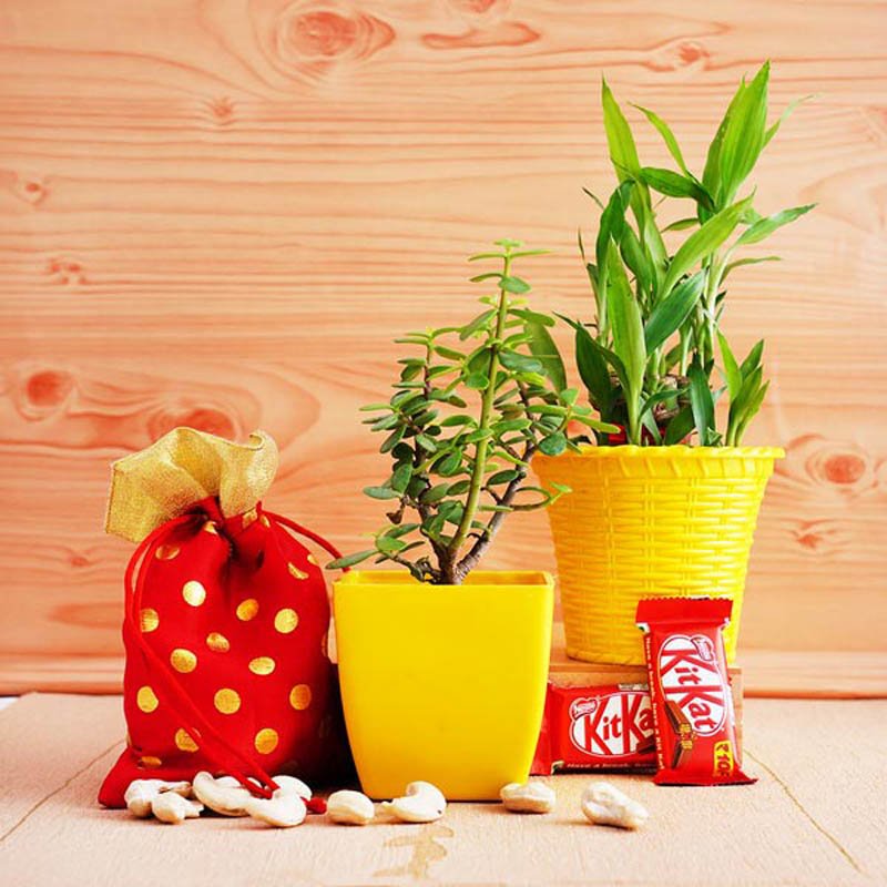 Jade and Lucky Bamboo Plant Hamper