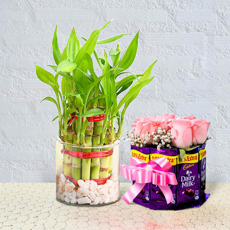 Lucky Bamboo With Chocolate Bunch