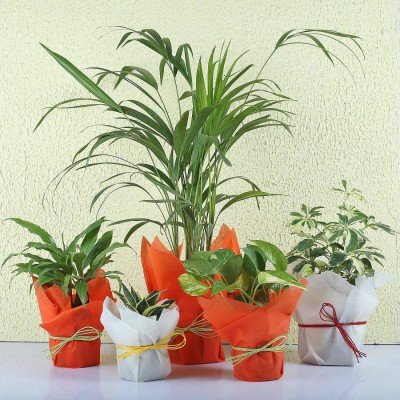Set Of 5 Exotic Green Plants